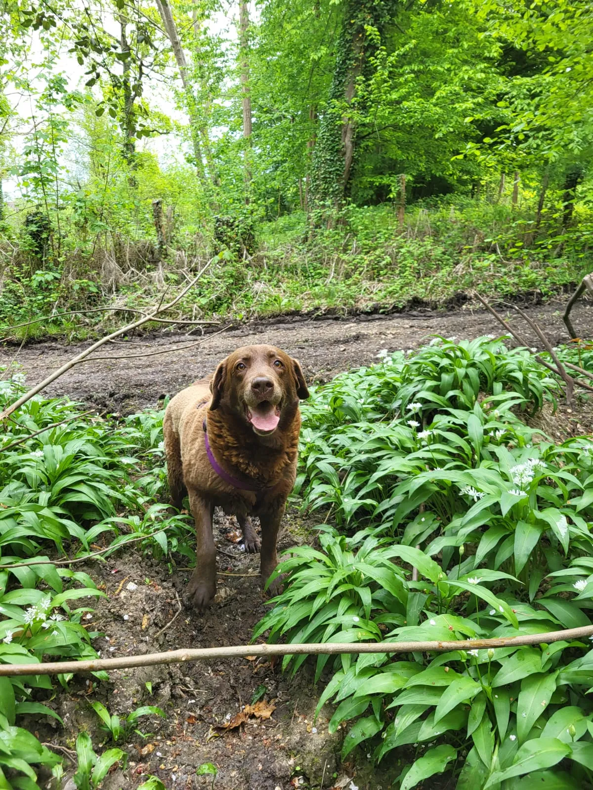 Un labrador du gîte en pleine nature, parmi la verdure d'un sous-bois